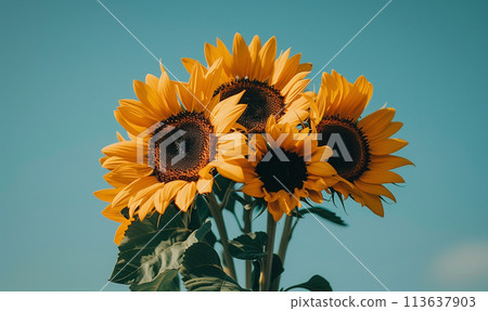 Sunflower and blue sky 113637903