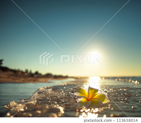 Coast of sunset 113638014