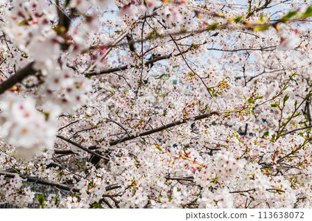Cherry blossoms in full bloom 113638072