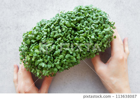 Female hand with radish microgreens tray. 113638087