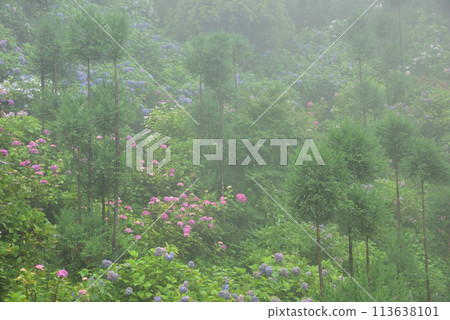 京都吉峰寺雨中綻放的繡球花 113638101