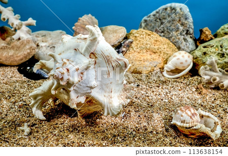 Chicoreus Ramosus Murex seashell underwater Chicoreus Ramosus Murex seashell underwater 113638154