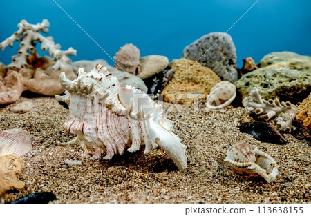 Chicoreus Ramosus Murex seashell underwater Chicoreus Ramosus Murex seashell underwater 113638155