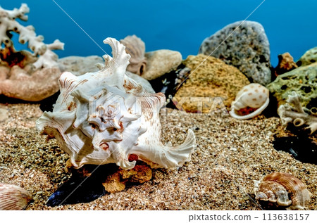 Chicoreus Ramosus Murex seashell underwater Chicoreus Ramosus Murex seashell underwater 113638157