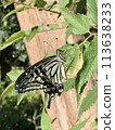 A swallowtail butterfly resting wings 113638233