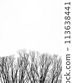 monochrome forest 113638441