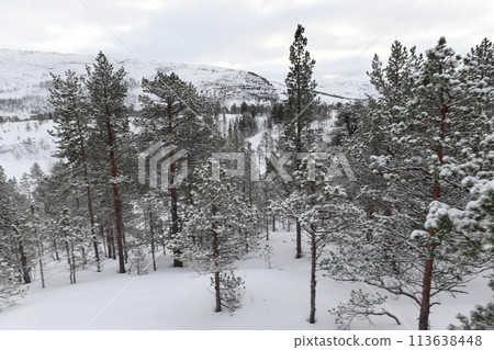 Arctic Norway in Winter 113638448