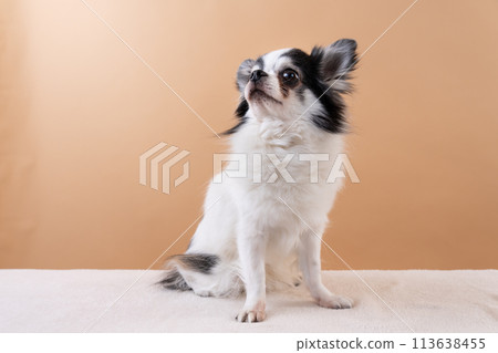 奇瓦瓦 113638455