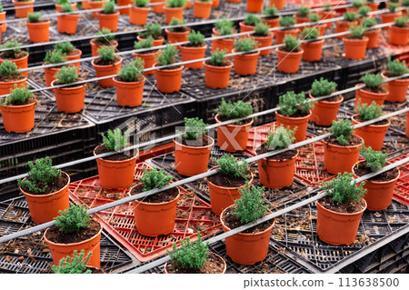 Growing fresh organic thyme in rows of pots 113638500