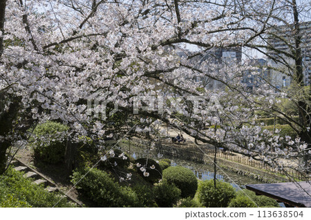 Cherry tree at Dogo Park 113638504