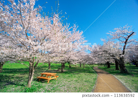 Sayama Park in the season of cherry blossoms - Promenade at the Sakura-no-Kaze Square 113638592
