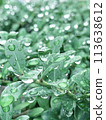 Green after the rain 113638612