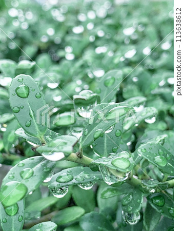 Green after the rain 113638612