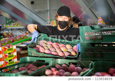 Food factory worker in protective mask carries boxes of mango fruits at factory Food factory worker in protective mask carries boxes of mango fruits at factory 113638659