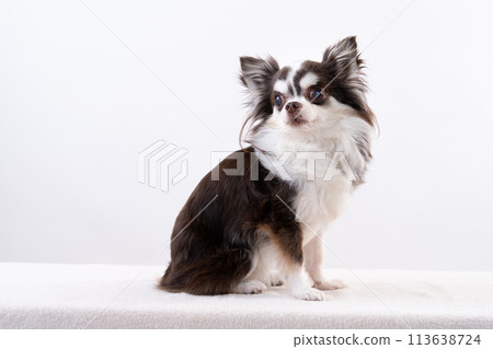 Chihuahua  113638724