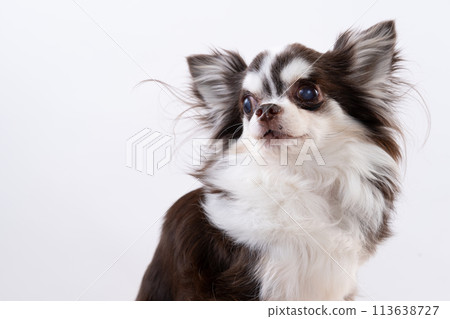 Chihuahua Chihuahua 113638727