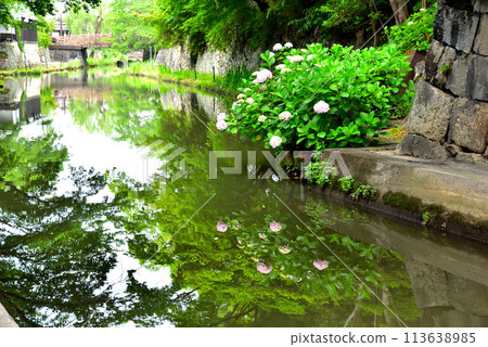 Scenery of Hachimanbori in Omihachiman City, Shiga Prefecture Scenery of Hachimanbori in Omihachiman City, Shiga Prefecture 113638985