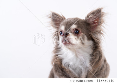 Chihuahua Chihuahua 113639510