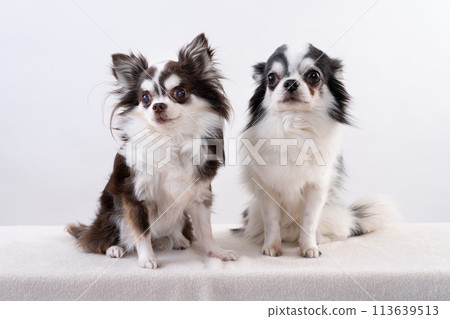 Two Chihuahuas Two Chihuahuas 113639513
