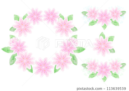 Levisia Levisia 113639539