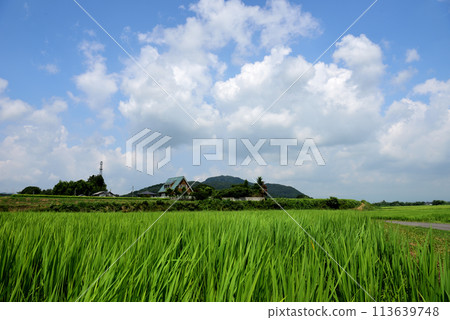 Summer blue sky and rice fields 113639748