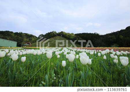 Spring Flower Park, Ozu City, Ehime Prefecture 113639761
