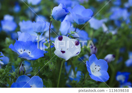 Nemophila花 113639838