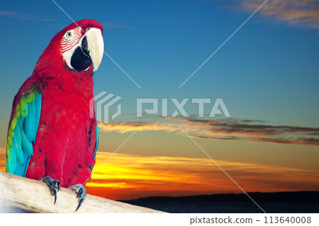 macaw papagay against sunset sky macaw papagay against sunset sky 113640008