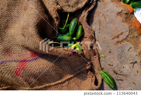 Pointed gourd in a jute sack Trichosanthes dioica Roxb is a tropical perennial cucurbit plant with its origin in the Indian subcontinent. parwal, palwal, potol, or parmalin Pointed gourd in a jute sack Trichosanthes dioica Roxb is a tropical perennial cucurbit plant with its origin in the Indian subcontinent. parwal, palwal, potol, or parmalin 113640043