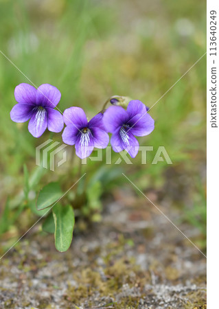Violet flowers Violet flowers 113640249