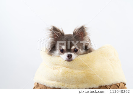 Chihuahua  113640262
