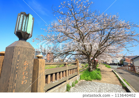 [Fukui Prefecture] Cherry blossom trees lined up along the Asuwa River on a clear day 113640402