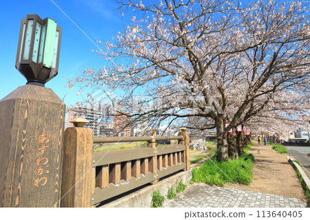 [Fukui Prefecture] Cherry blossom trees lined up along the Asuwa River on a clear day 113640405