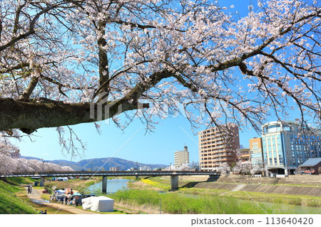 [Fukui Prefecture] Cherry blossom trees lined up along the Asuwa River on a clear day 113640420