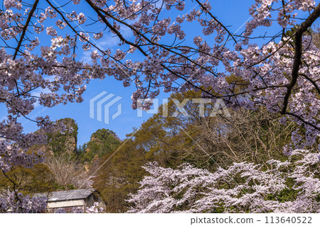 [Niigata Prefecture_Sado_Kinzan] Cherry blossoms and Sado Kinzan in April 113640522