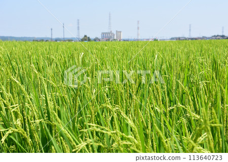 Rice earrings shaking in the wind 113640723