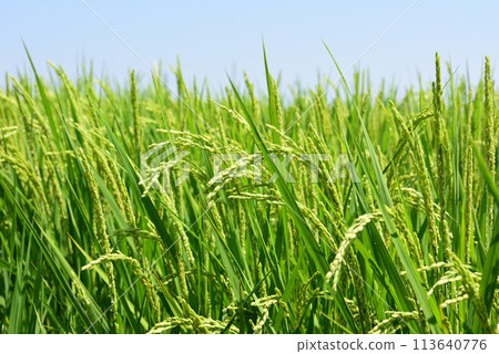 Rice earrings shaking in the wind 113640776