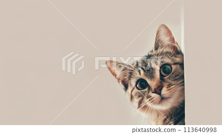 A cute cat is sleeping on a green banana leaf. 113640998