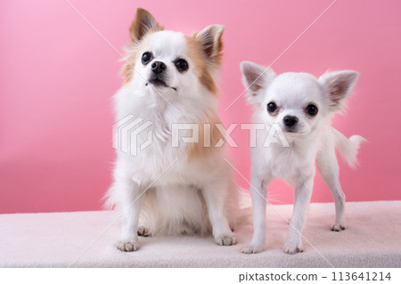 Two Chihuahuas 113641214