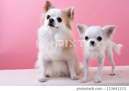 兩隻吉娃娃 113641215