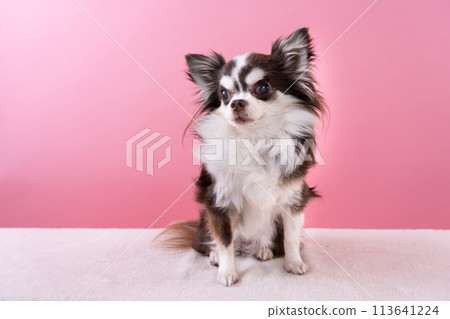 坐在吉娃娃 坐在吉娃娃 113641224