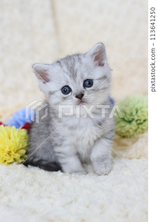 One month old Minuet kitten 113641250