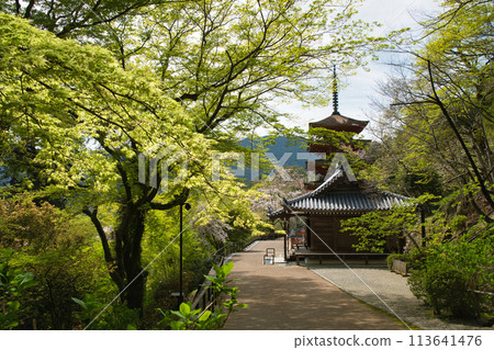 Hasedera Temple (Five-story Pagoda) [Hatsuse, Sakurai City, Nara Prefecture] 113641476