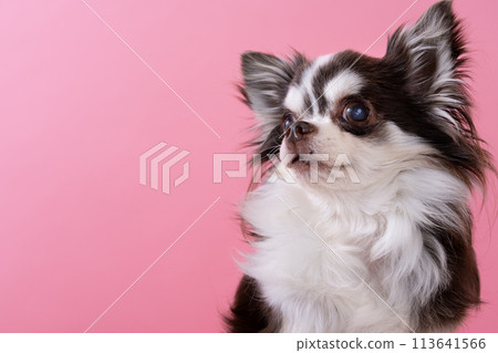 Chihuahua  113641566