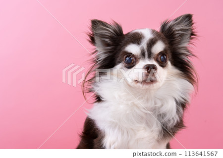 Chihuahua  113641567