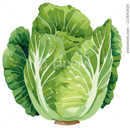 手繪大白菜插畫 113641626