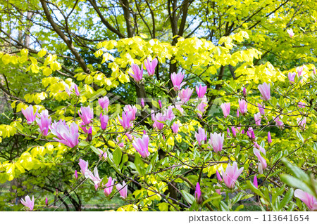 Early spring with magnolia blossoming in the garden. 113641654