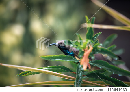 Bird (Olive-backed sunbird) on tree in nature wild 113641683