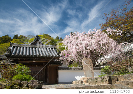 Hasedera Temple (Kanki-in Temple, Weeping Cherry Blossoms) [Hatsuse, Sakurai City, Nara Prefecture] 113641703