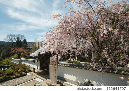Hasedera Temple (Kanki-in Temple, Weeping Cherry Blossoms) [Hatsuse, Sakurai City, Nara Prefecture] 113641707